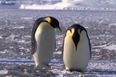 Slipping & Sliding: A Compilation Of The World’s Clumsiest Penguins