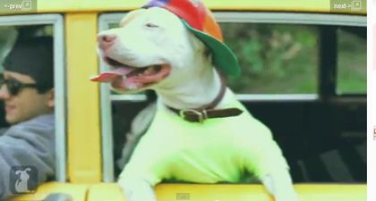 VIDEO: The Fresh Pup Of Bel Air? Yeah, We Would Watch That