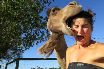 This Is Why You Should Never Work With Animals: Selfie With A Camel Goes Wrong. Horribly, Horribly Wrong.