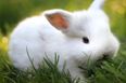 European Union Bans Sale Of Cosmetics Tested On Animals