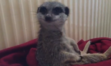 VIDEO: Have You Ever Laughed At A Meerkat Nodding Off Before? Poor Soori Just Can’t Stay Awake