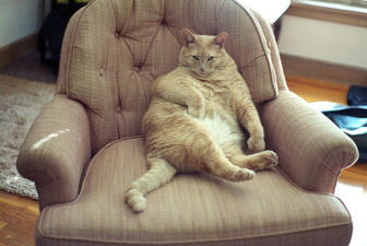 Thirteen Cats Who Are Trying To Seduce You