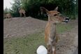 “HUH?!” Forget The Singing Goat, Meet The Next Online Sensation: The Confused Antelope