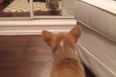 “Who The Hell Is That?!” Puppy Has Hilarious Reaction When It Sees It’s Reflection For The First Time