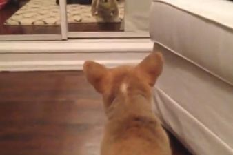 “Who The Hell Is That?!” Puppy Has Hilarious Reaction When It Sees It’s Reflection For The First Time
