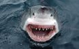 NSFW VIDEO: This Will Slash Any Dreams You Ever Had About Going Cage Diving With Sharks