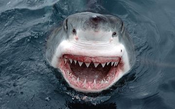NSFW VIDEO: This Will Slash Any Dreams You Ever Had About Going Cage Diving With Sharks