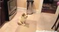 Poor Puppy Doesn’t Quite Get The Concept Of Catch