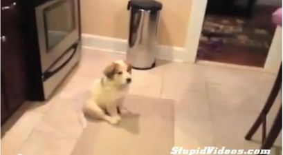 Poor Puppy Doesn’t Quite Get The Concept Of Catch