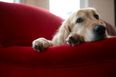Toddler’s Best Friend: Dog Keeps Child Alive In Freezing Temperatures