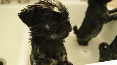 VIDEO: Bath-Time! Three Adorable Pugs Get All Suds-ed Up