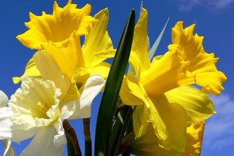 Irish Cancer Society Pleads For Online Donations As Weather Affects Daffodil Day