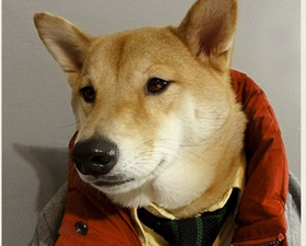 Bow Wow Stylista: How One Dog Became Famous Overnight