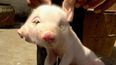 PHOTO: Picture Emerges Of Two-Headed Pig Born In China