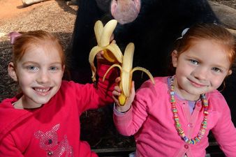 PHOTO: This Gorilla Is Well-Schooled In The Art Of Photobombing