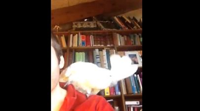 VIDEO: Bird Rocks Out… Pet Cockatoo Just Loves Daft Punk