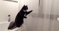 VIDEO: Cat Tries Out Some Poses… In Front of the Bathroom Mirror