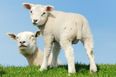 Ewe Must Be Having A Laugh: Scientists Invent Glow-In-The-Dark Sheep