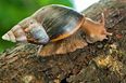 Giant Snails, Mice & Spiders: The Five Infestations We Couldn’t Deal With In Ireland