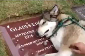 Absolutely Heartbreaking: Dog Starts ‘Crying’ When He Visits His Owner’s Grave For The First Time