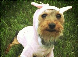 This Week’s Top Five Celebland Tweets: Slutty Birds, Cute Dogs And A Celebrity Mess