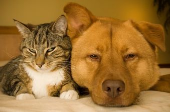VIDEO: The Basic Difference Between Cats & Dogs