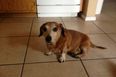 Kind or What? Man Goes Out Of His Way To Make Life Easier For His Elderly Dog