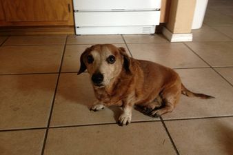 Kind or What? Man Goes Out Of His Way To Make Life Easier For His Elderly Dog