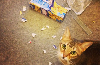 My Cat Is A D*ck: Cat Owners Post Photos Online In Solidarity