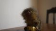 VIDEO – Cuteness Overload – Tiny Monkey Nibbles On A Noodle