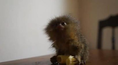 VIDEO – Cuteness Overload – Tiny Monkey Nibbles On A Noodle