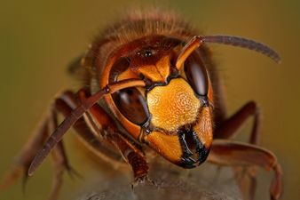 Man Dies In Sweden Following An Attempt To Have Sex With A Hornet’s Nest