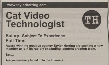 PICTURE – Unemployed? Looking For A New Job? Would You Like To Be A Cat Video Technologist?