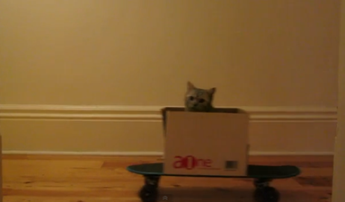 VIDEO: The Internet Doesn’t Get Any Better Than This… It’s Cat-Boarding