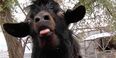 VIDEO: No Kidding – Scary Goats Terrorize a Brazilian neighborhood