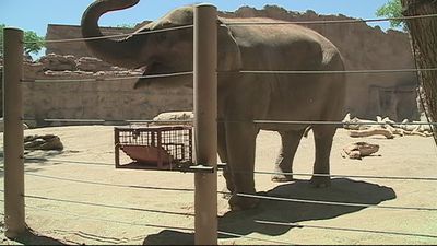 VIDEO: Pregnant Elephant Does Prenatal Pilates