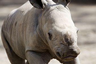PICTURE: Dublin Zoo Welcomes Another New Arrival