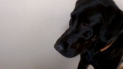 VIDEO: Rev The Dog Knows All The Words To Adele’s “Make You Feel My Love”
