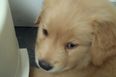 Time For Some Gripe Water? Tiny Puppy Gets An Adorable Case Of The Hiccups