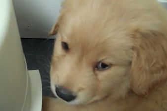 Time For Some Gripe Water? Tiny Puppy Gets An Adorable Case Of The Hiccups