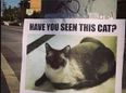 PICTURE – Is This The Best Missing Cat Poster You Have Ever Seen? It Just Might Be