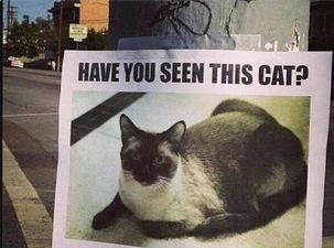 PICTURE – Is This The Best Missing Cat Poster You Have Ever Seen? It Just Might Be