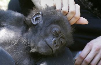 Now THAT’s A Dream Job: Fancy Becoming A Surrogate Gorilla Mother?