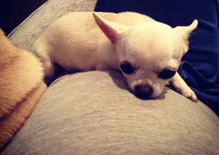 Bonding Session! Saturdays Star Frankie Shares A Snap Of Dog Pixie And Baby Bump