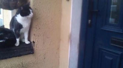 VIDEO: Someone Has Been Watching You – Clever Cat Opens Door