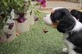 Stressful Day At Work? Watch This Video Of Cute Puppies Frolicking In The Garden For Instant Happiness