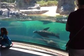 “Is She Okay?!” This Seal Is Super-Concerned About A Little Girl That’s Fallen Over