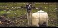 VIDEO: He’s Back! Daft Punk Get The Goat Treatment