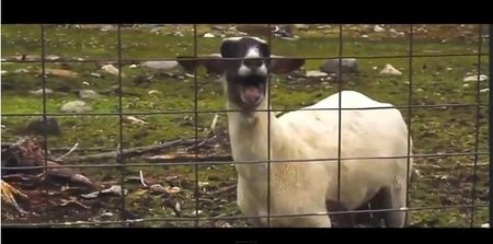 VIDEO: He’s Back! Daft Punk Get The Goat Treatment