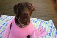 Happily Ever After: Dog’s Incredible Story Of Survival Goes Viral